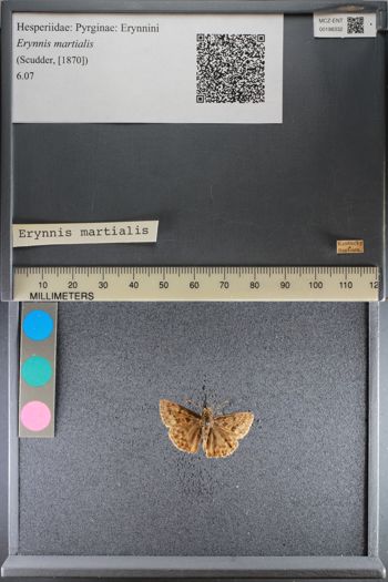 Media type: image;   Entomology 198332